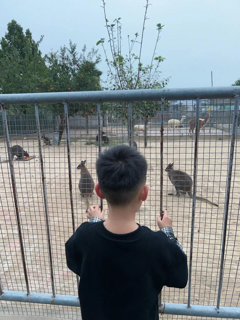 京东运单号怎么查询快递 京东运单号怎么查询快递