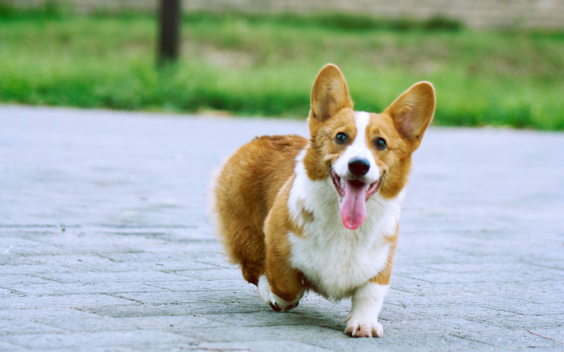 柯基犬图片