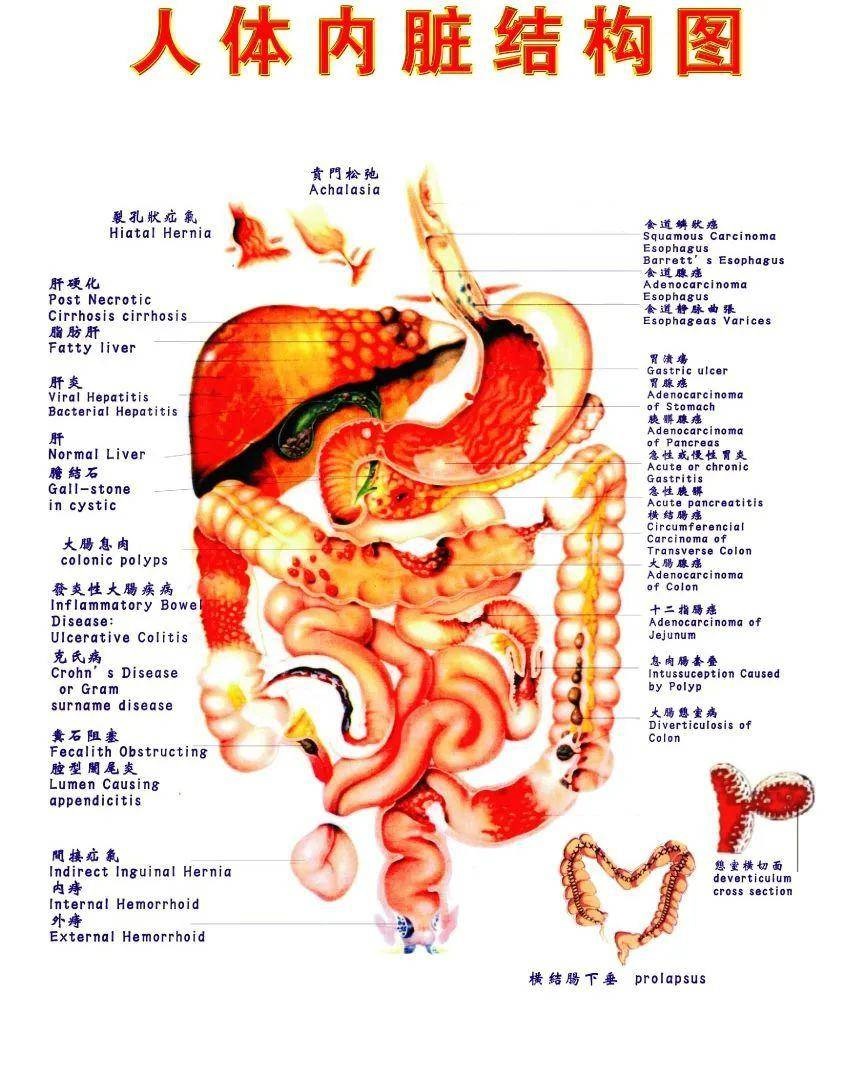 人体内脏布局图